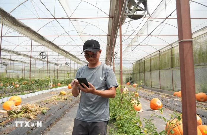 Vườn bí ngô được nhà vườn Đinh Tiến Đăng trồng trong nhà kính ứng dụng nông nghiệp công nghệ cao, nông nghiệp thông minh điều khiển bằng phần mềm để phòng chống bệnh hại cho cây trồng. (Ảnh: Nguyễn Dũng/TTXVN)