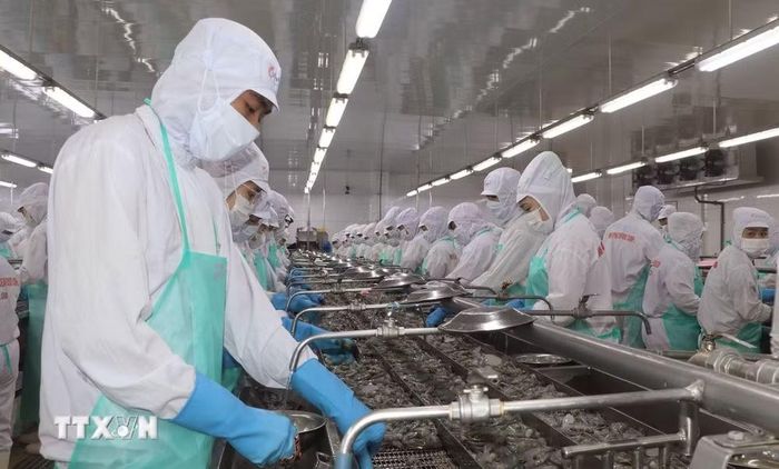 Hoạt động tại Công ty TNHH Chế biến Thủy sản Minh Phú Khánh An, khu Công nghiệp Khánh An, Cà Mau. (Ảnh: Tuấn Phi/TTXVN)
