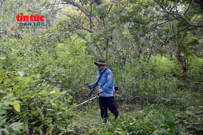 Công tác phát quang cây cỏ tại Vườn thực vật TP Hồ Chí Minh.