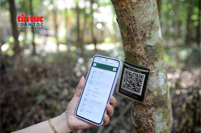 Từ những thân cây đến “kho dữ liệu sống”.