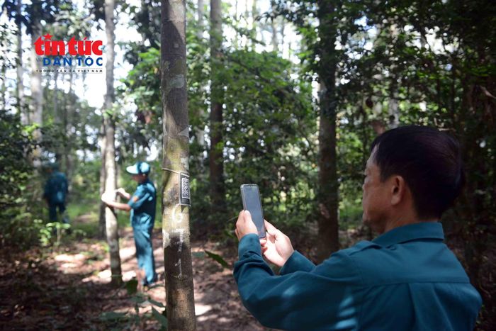 Anh Trịnh Pari dùng điện thoạt quét mã QR để truy xuất nguồn gốc cây, lô, phân khu trị trí đang đi tuần tra.