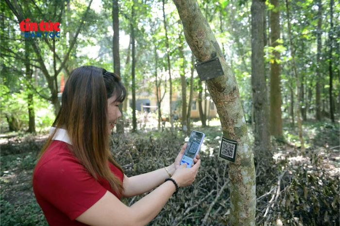 Bà Phan Thị Mỹ Dung, Giám đốc Vườn thực vật TP Hồ Chí Minh sử dụng điện thoại quét mã QR để truy cập thông tin về tên cây, nguồn gốc, đặc điểm, giá trị sinh học, công dụng, tình trạng bảo tồn và hình ảnh thực tế.