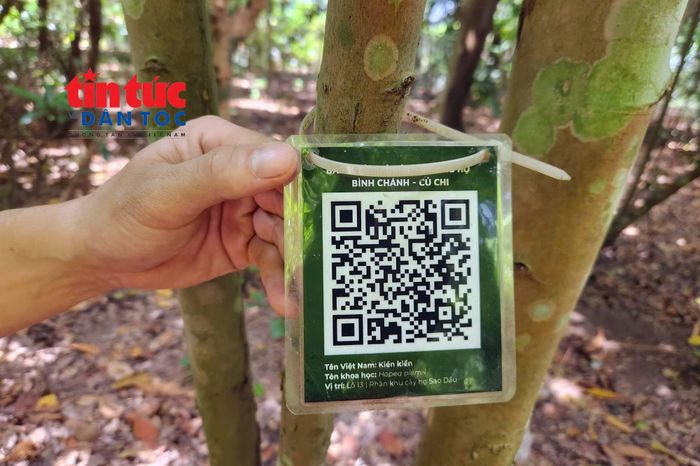 Cây kiền kiền - loài trong danh mục các loài nguy cấp, quý hiếm được ưu tiên bảo vệ tại Vườn thực vật TP Hồ Chí Minh.
