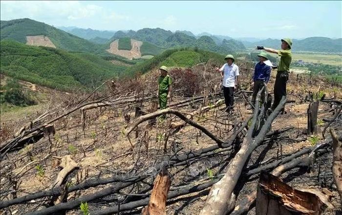 Lực lượng chức năng kiểm tra hiện trạng phá rừng để trồng keo tại thôn Cổ Giang 1 và Cổ Giang 2 (xã Bố trạch).