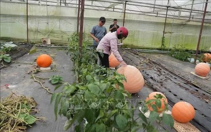 Khách hàng ở Đà Lạt đến chọn mua bí ngô về để trang trí cho mùa lễ Halloween sắp tới.