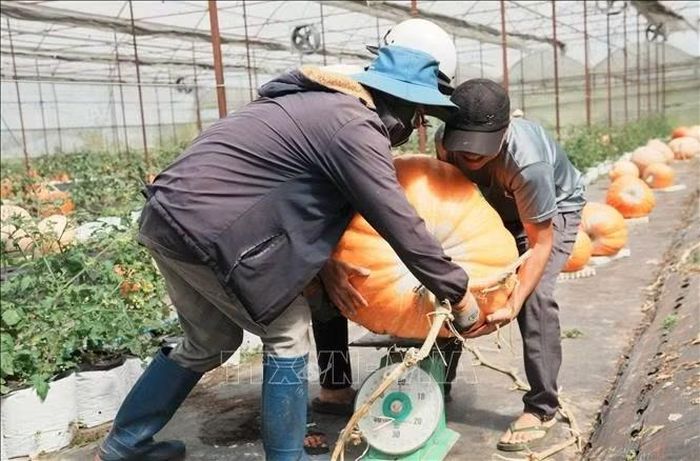 Một quả bí ngô khổng lồ nặng hơn 60kg, cá biệt có quả nặng hơn 100kg và đã được khách hàng đặt mua.