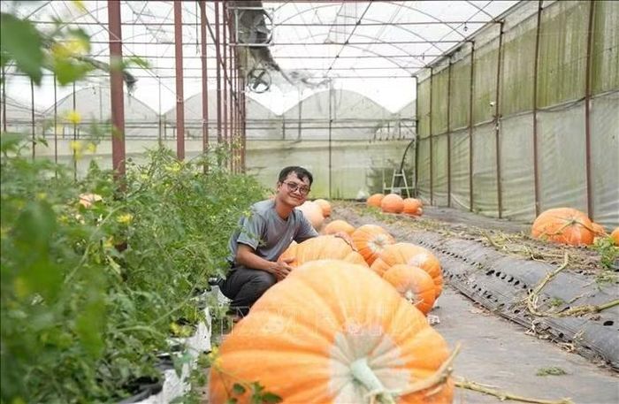 Anh Đinh Tiến Đăng bên vườn bí ngô khổng lồ tại Tổ dân phố Tự Tạo (phường Xuân Trường - Đà Lạt, Lâm Đồng) đang cho thu hoạch.