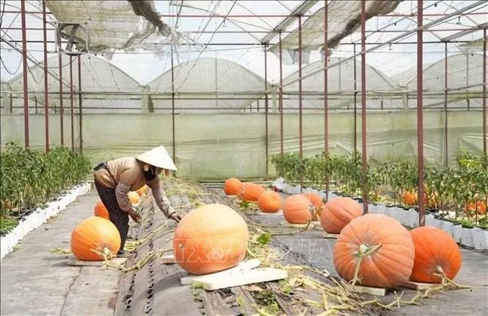 Vườn bí ngô có diện tích 1.000m2 cho hoạch khoảng 140 quả bí nặng từ 30 – 70kg, mang lại doanh thu khoảng 250 triệu đồng.