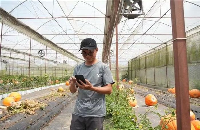 Vườn bí ngô được nhà vườn Đinh Tiến Đăng trồng trong nhà kính ứng dụng nông nghiệp công nghệ cao, nông nghiệp thông minh điều khiển bằng phần mềm để phòng chống bệnh hại cho cây trồng.