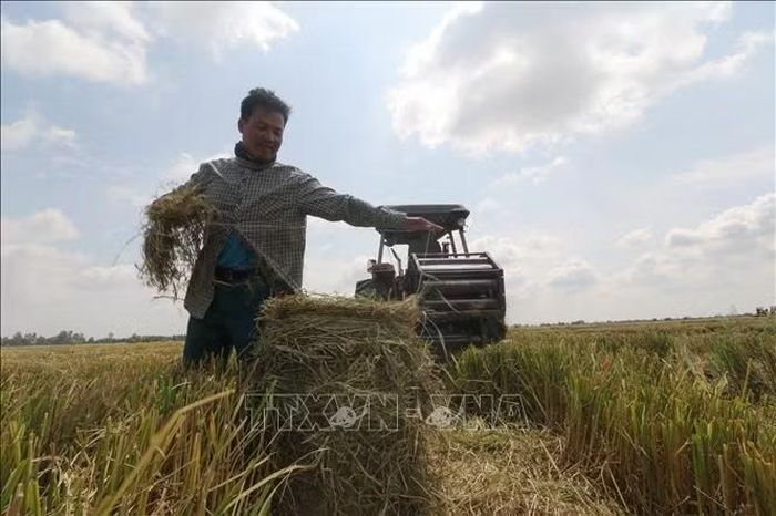 Người làm nghề cuộn rơm thuê thường làm việc trong thời tiết nắng nóng. Ảnh minh họa: Hồng Thái/TTXVN