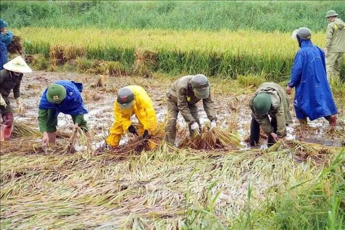 Cán bộ, chiến sĩ quân đội, công an xuống đồng hỗ trợ người dân gặt lúa.