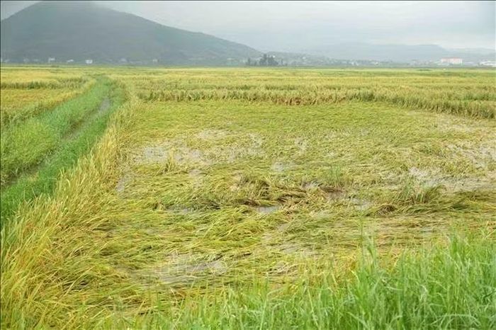 Nhiều ruộng lúa chưa kịp thu hoạch đã bị gãy, đổ, nằm sát mặt ruộng.
