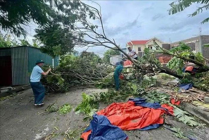 Mưa lớn làm đổ cây tại Thanh Hóa. Ảnh: TTXVN phát