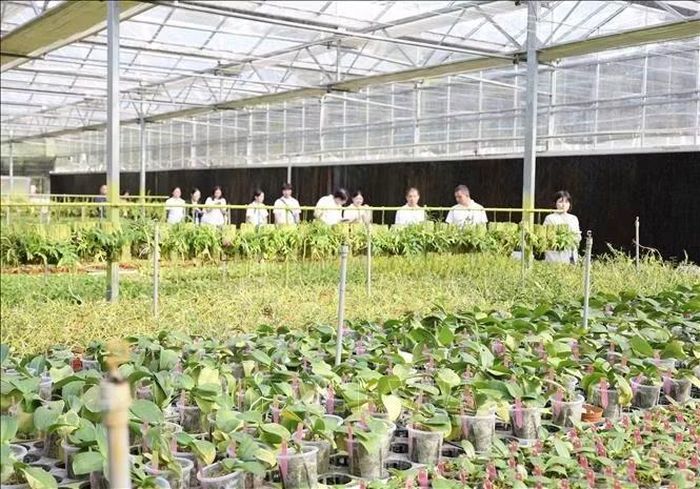 Mô hình bảo tồn và nhân giống hoa Lan áp dụng công nghệ cao tại Thâm Quyến (Trung Quốc).