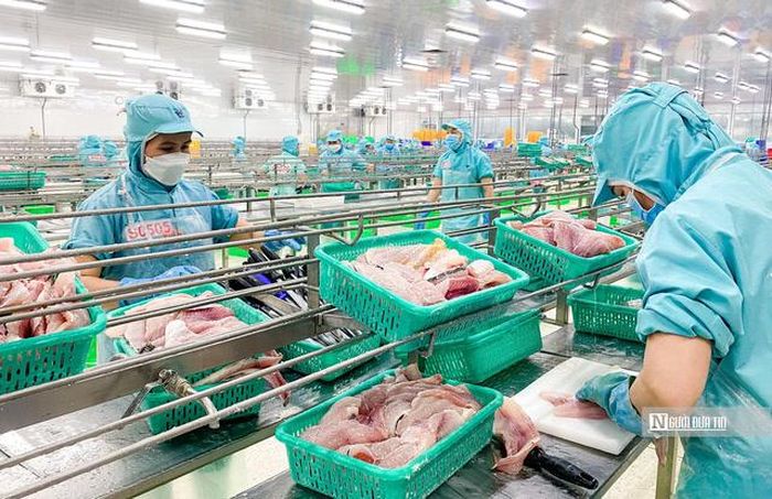 Xuất khẩu cá tra từ Việt Nam sang Anh đạt mức tăng trưởng ổn định nhờ nhu cầu thực phẩm tiện lợi liên tục gia tăng và lợi thế về giá cả trong bối cảnh thắt chặt chi tiêu (Ảnh: Phương Anh).