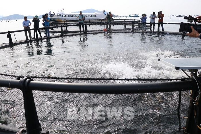 Nuôi biển ở Khánh Hòa. Ảnh: Đặng Tuấn/Bnews/vnanet.vn