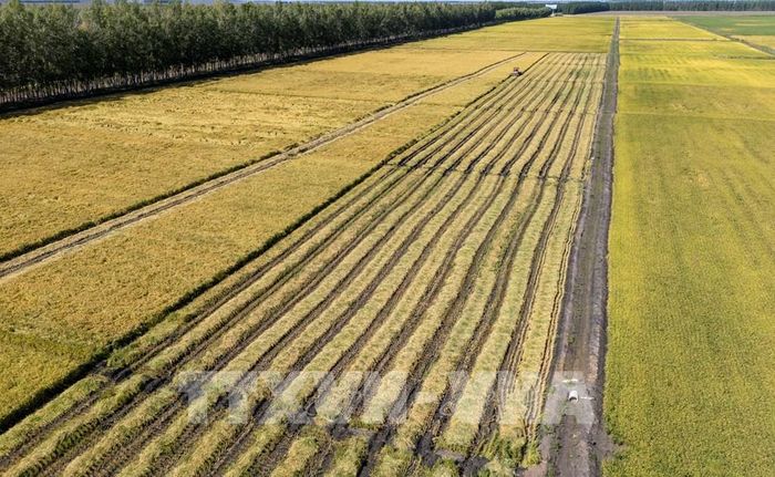 Thu hoạch lúa trên cánh đồng ở tỉnh Hắc Long Giang, Trung Quốc. Ảnh: THX/TTXVN phát