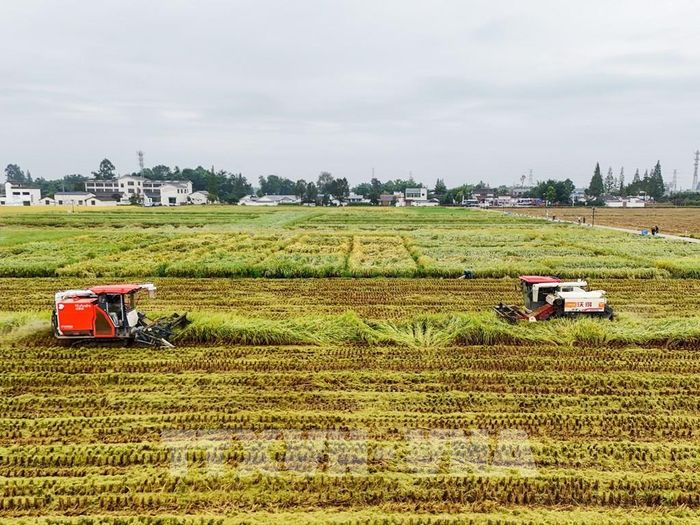 Thu hoạch lúa trên cánh đồng ở tỉnh Tứ Xuyên, Trung Quốc. Ảnh: THX/TTXVN phát