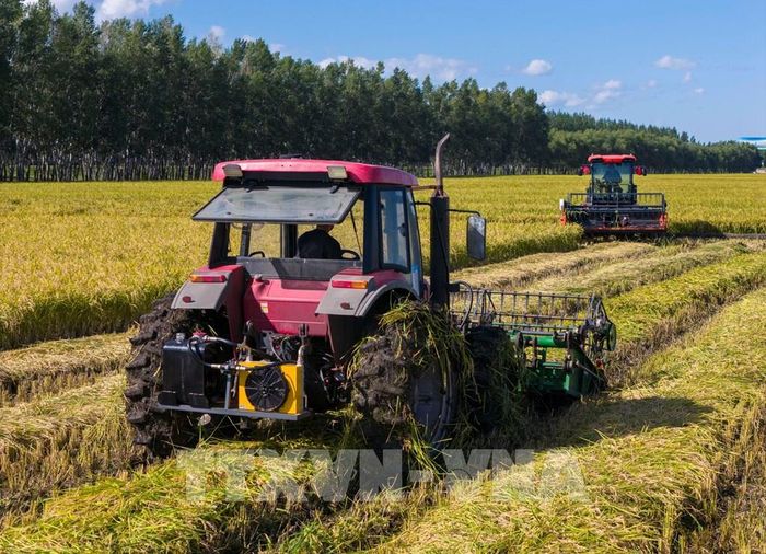 Máy gặt lúa hoạt động trên cánh đồng ở tỉnh Hắc Long Giang, Trung Quốc. Ảnh: THX/TTXVN phát