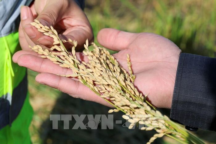 Lúa được thu hoạch trên cánh đồng ở tỉnh Hắc Long Giang, Trung Quốc. Ảnh: THX/TTXVN phát