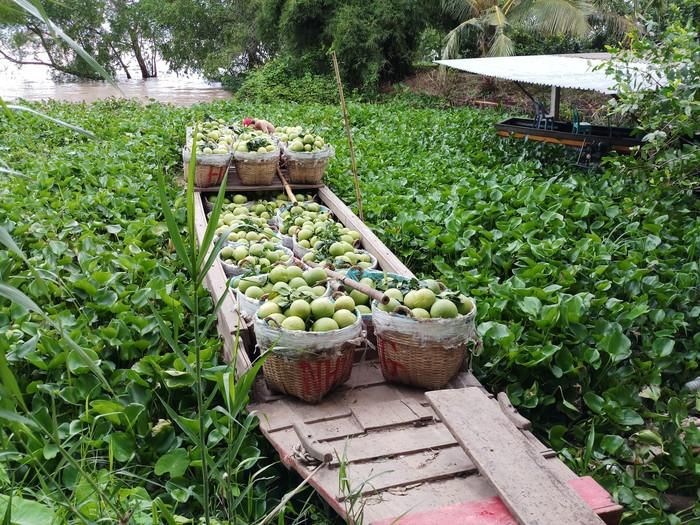 Cù Lao Mây được xem là một trong những điểm du lịch miệt vườn hấp dẫn ở Vĩnh Long. Ảnh: Sưu tầm
