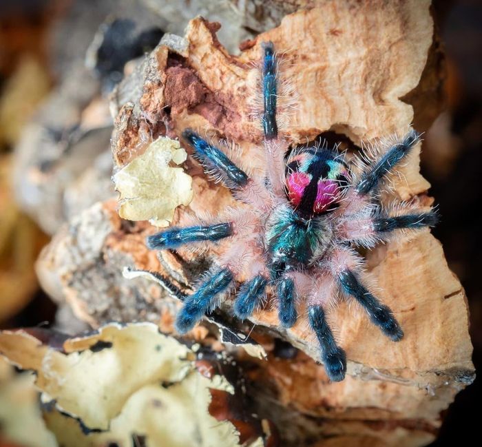 Ảnh: Thetarantulacollective