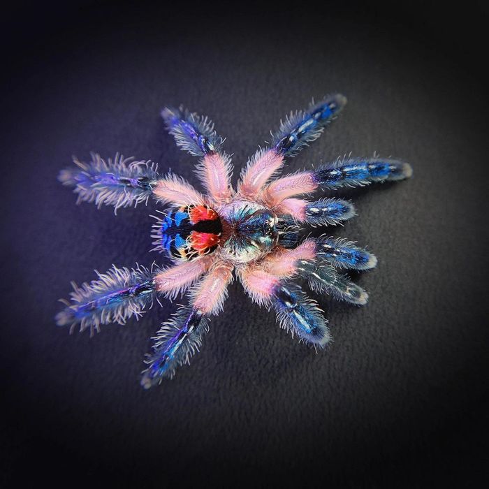 Ảnh: Thetarantulacollective