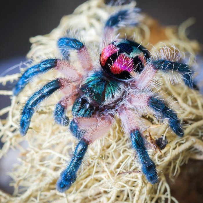 Ảnh: Thetarantulacollective