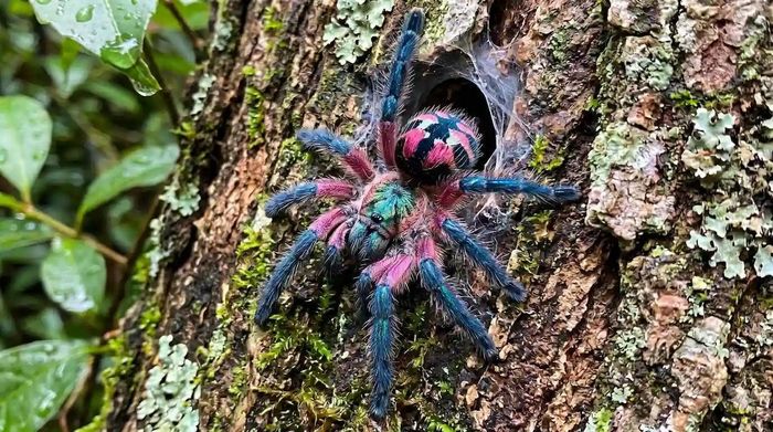 Ảnh: Thetarantulacollective