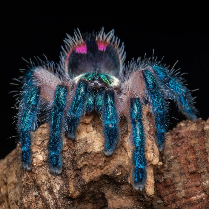 Ảnh: Thetarantulacollective