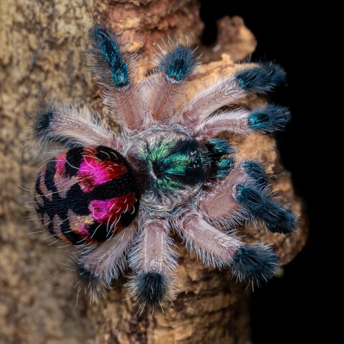 Ảnh: Thetarantulacollective