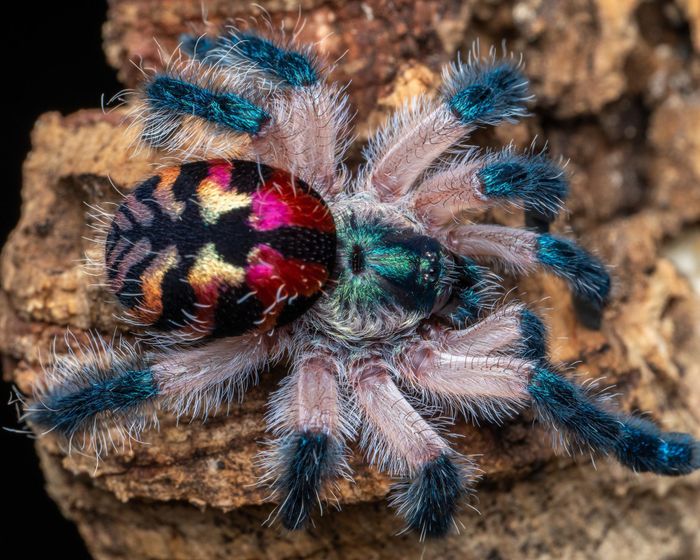 Ảnh: Thetarantulacollective