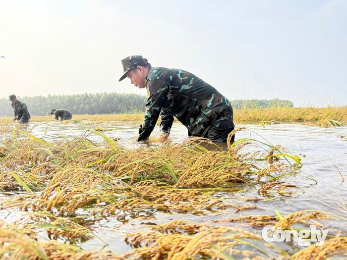 Cán bộ, chiến sĩ thuộc Bộ Chỉ huy Quân sự tỉnh Tây Ninh giúp người dân gặt lúa.