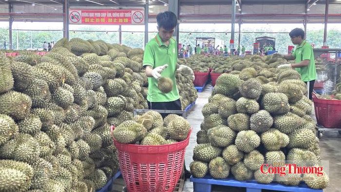 Liên kết từ vùng trồng, minh bạch chất lượng và chia sẻ trách nhiệm là nền tảng nâng giá trị, tăng sức cạnh tranh cho sầu riêng xuất khẩu.