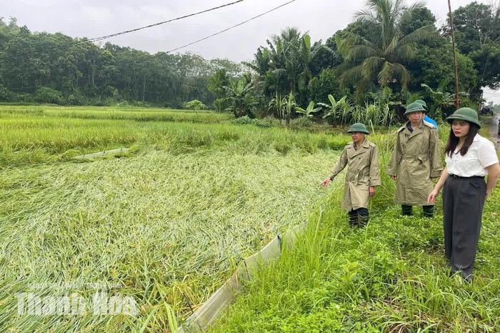 Diện tích lúa mùa của xã Điền Quang bị đổ do ảnh hưởng của mưa lớn.