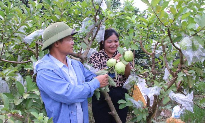  Nhiều diện tích ổi, nho, vải thiều ở phường Phượng Sơn hồi sinh sau mưa lũ. Ảnh: Nông dân tổ dân phố Trại Cháy chăm sóc ổi. 