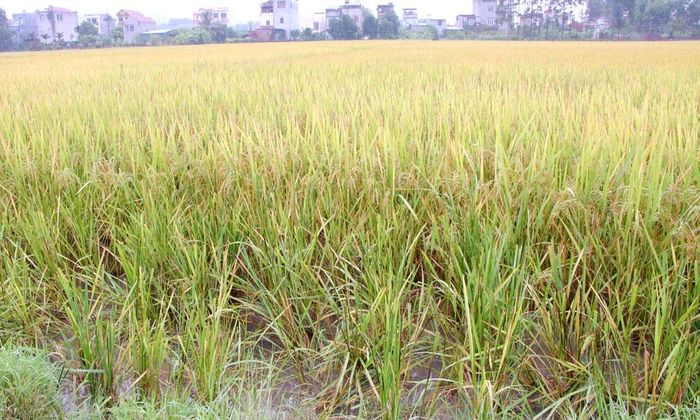  Diện tích lúa mùa đang vào độ chín tại phường Việt Yên. 