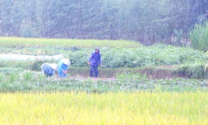  Sáng 15/9, nông dân tổ dân phố Tiến Thịnh, phường Đa Mai ra đồng kiểm tra cây trồng sau đợt mưa lớn. 