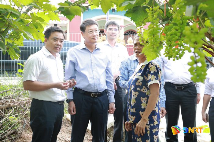 Phó Bí thư Thành ủy Ngô Xuân Thắng (thứ 2 từ trái qua) khảo sát thực tế mô hình vườn nho tại thôn Lâm Yên (xã Vu Gia). Ảnh: ĐẮC MẠNH