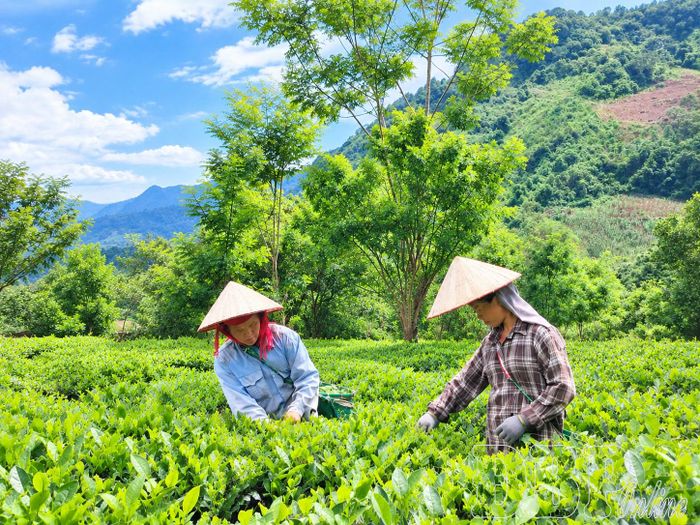 Công nhân Công ty TNHH Trà Phan Nhất hái chè.