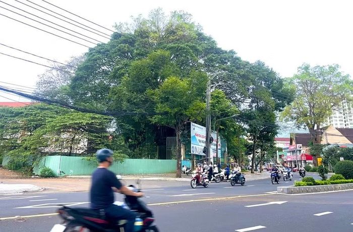  Vị trí khu đất sẽ thực hiện xây dựng công trình tưởng niệm cán bộ, chiến sĩ Đại đội đặc công 90 tại mặt tiền đường Hùng Vương, phường Diên Hồng (khu vực quây tôn và lân cận). Ảnh: P.D 