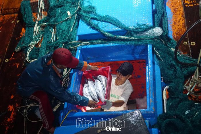 Ngư dân Khánh Hòa khai thác hải sản trên vùng biển xa bờ.