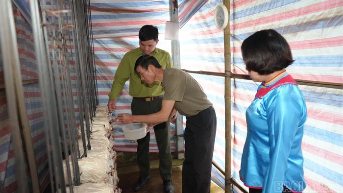 Các kỹ sư Phòng Khoa học và Hợp tác quốc tế, Vườn Quốc gia Hoàng Liên hướng dẫn người dân kỹ thuật thu hái, vệ sinh và phòng bệnh cho nấm linh chi sau thu hoạch.