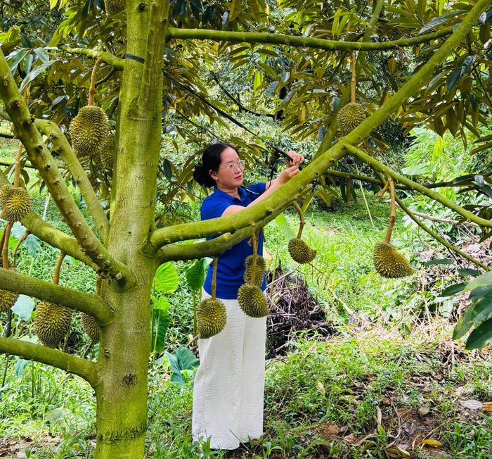Chị Bùi Thị Kim Tuyến chăm sóc vườn sầu riêng