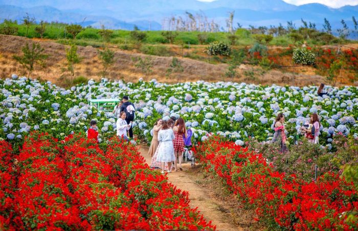 Vẻ đẹp của những cánh đồng hoa