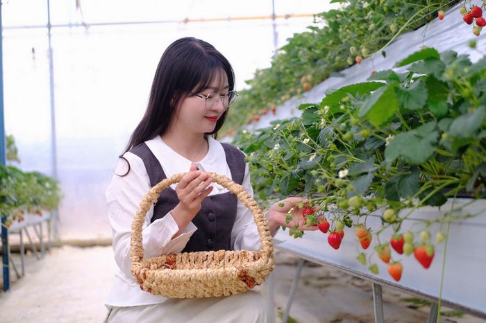 Du khách trải nghiệm hái dâu ở phường Lang Biang - Đà Lạt