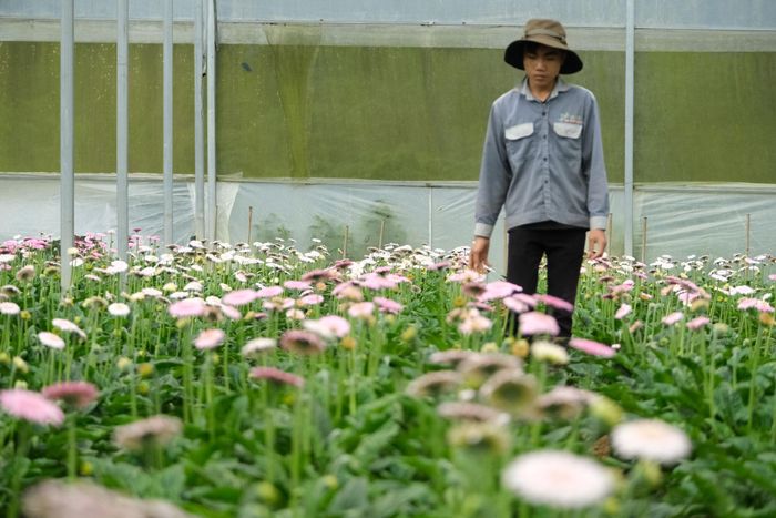 Hoa là một ngành hàng có lợi thế của Lâm Đồng
