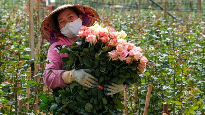 Nông dân thu hoạch hoa hồng dưới chân núi phường Lang Biang - Đà Lạt