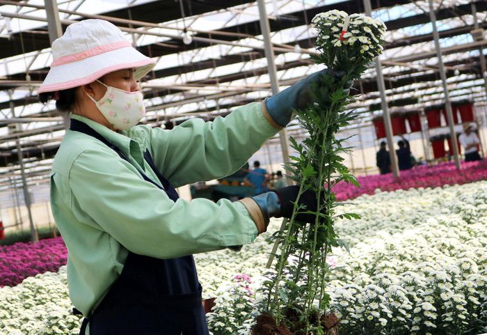 Hoạt động xuất khẩu hoa tỉnh Lâm Đồng tiếp tục ghi nhận sự tăng trưởng lớn về giá trị và sản lượng