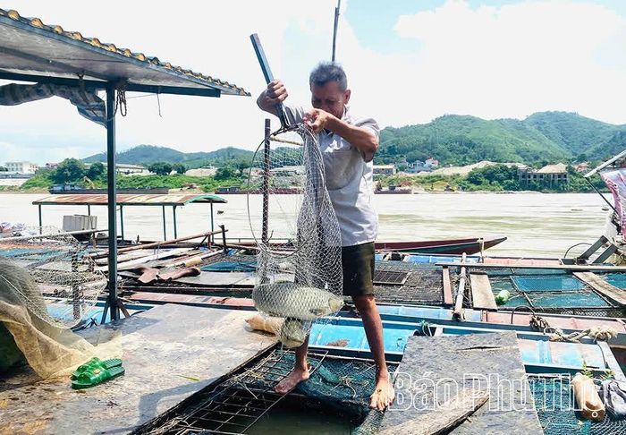 Đã thôi nghề chài lưới do tuổi cao, sức yếu, giờ ông Khoát coi bè là nhà, nuôi cá lồng để có thêm thu nhập và cải thiện cuộc sống ngay dưới chân đập thủy điện Hòa Bình.